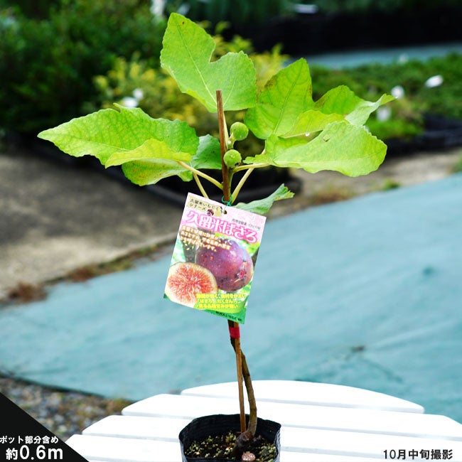 イチジク 久留米ばさろ 苗 販売 苗木部 By 花ひろばオンライン