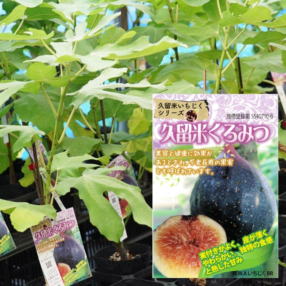 000000049517-01.jpg?size=l&w=