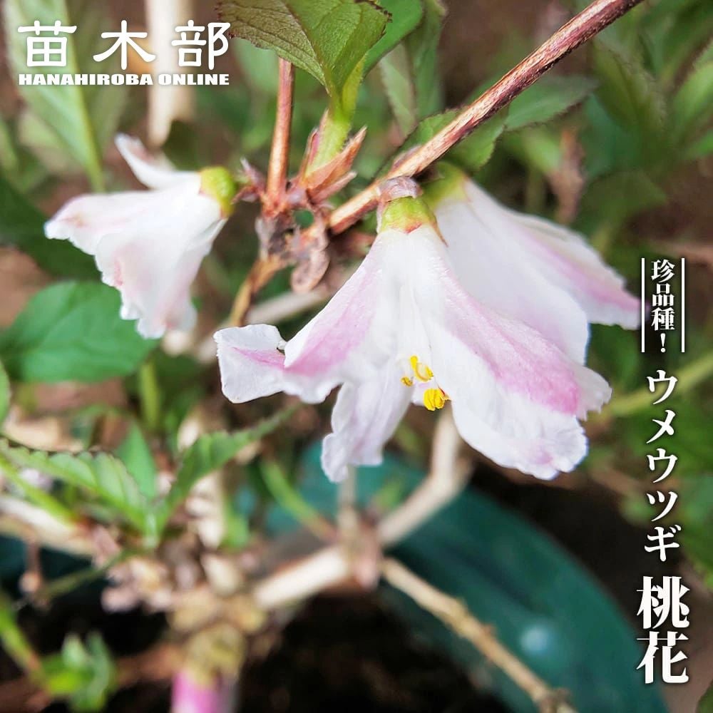 クロモジ 苗 販売 苗木部 By 花ひろばオンライン