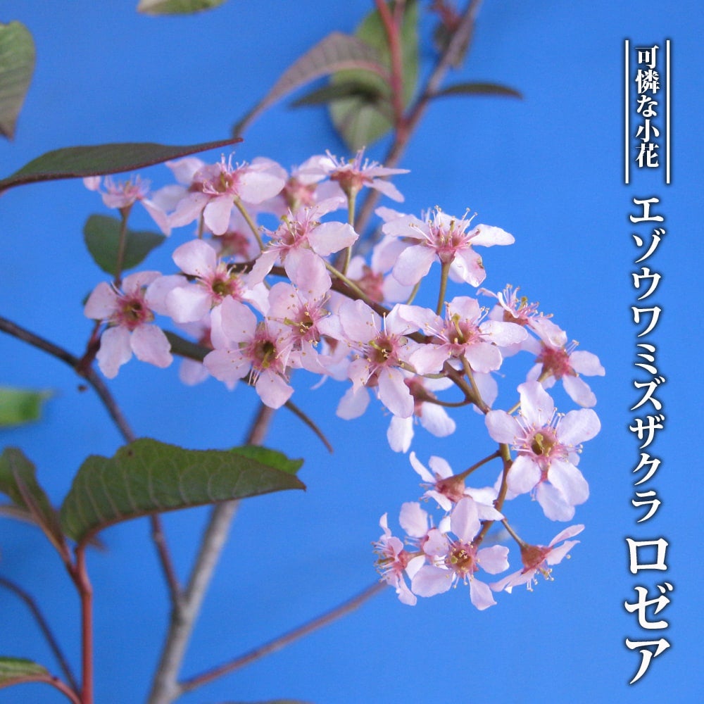 000000049666-02.jpg?size=l&w=