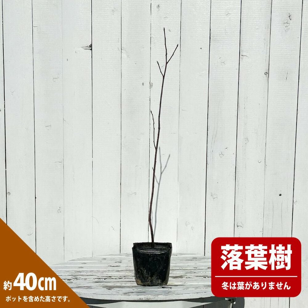 エゾノウワミズザクラ サトザクラ系 ロゼア 苗 販売 苗木部 By 花