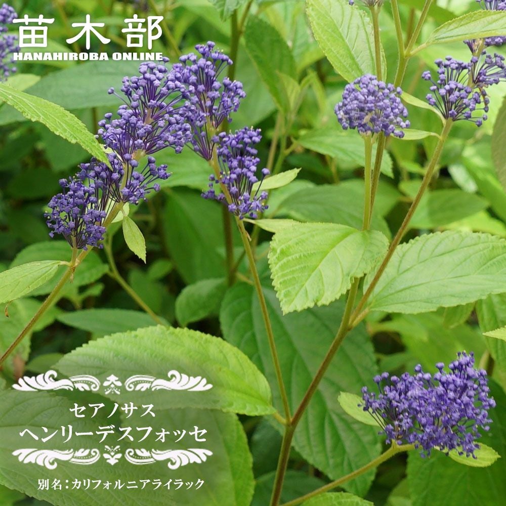 000000049707-01.jpg?size=l&w=