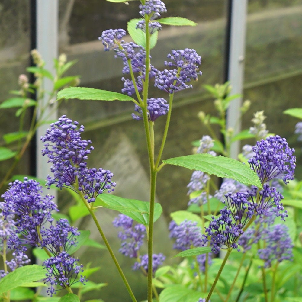 セアノサス ヘンリーデスフォッセ 苗 販売 苗木部 By 花ひろばオンライン