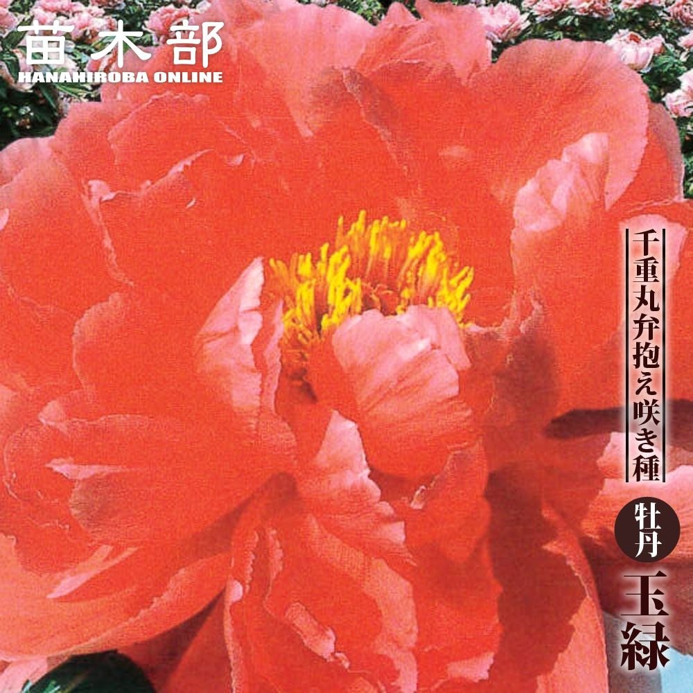 000000049709-01.jpg?size=m&w=