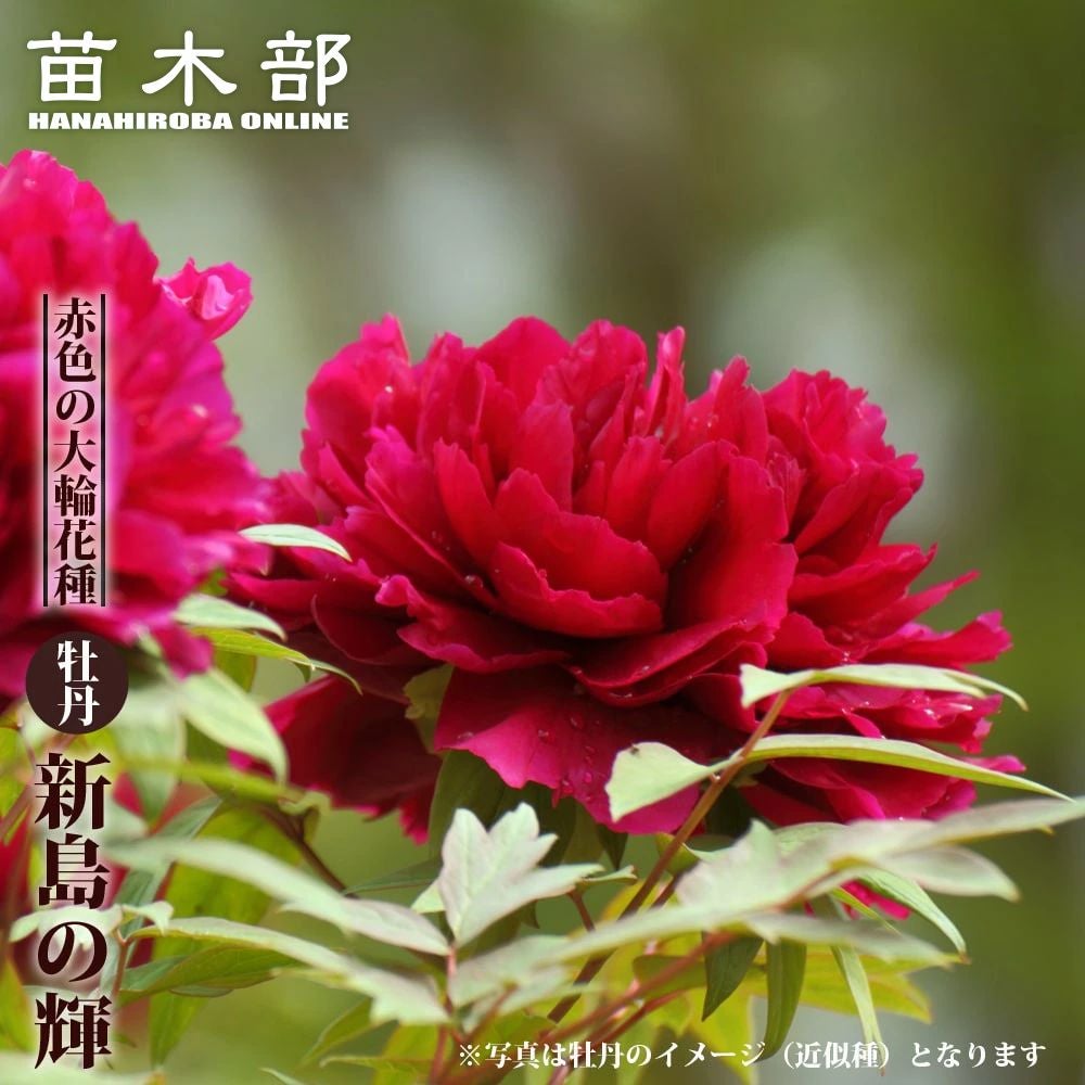 000000049710-01.jpg?size=l&w=