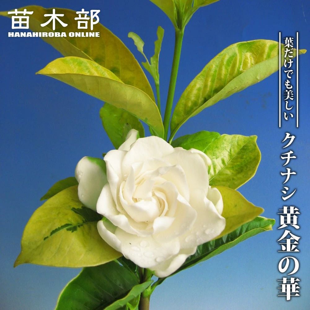 000000049789-01.jpg?size=l&w=