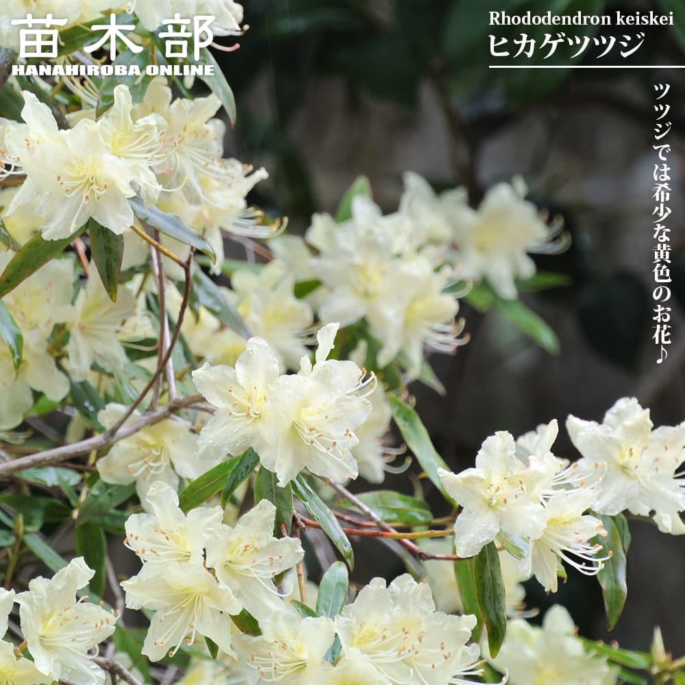 ①*:ஐ矮性で鉢栽培も可能‼︎魅力的な花色‼︎*:ஐモクレン・苗木