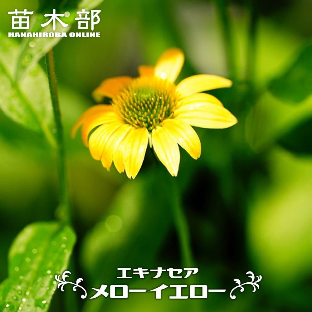 000000049805-01.jpg?size=m&w=