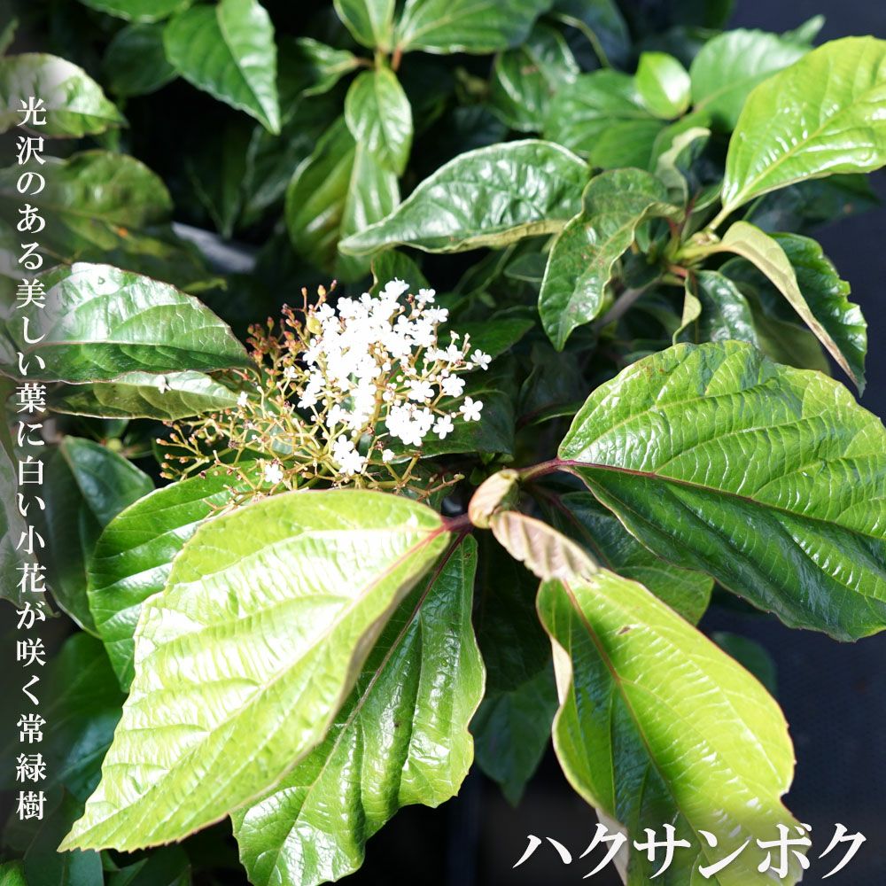 000000049824-01.jpg?size=m&w=