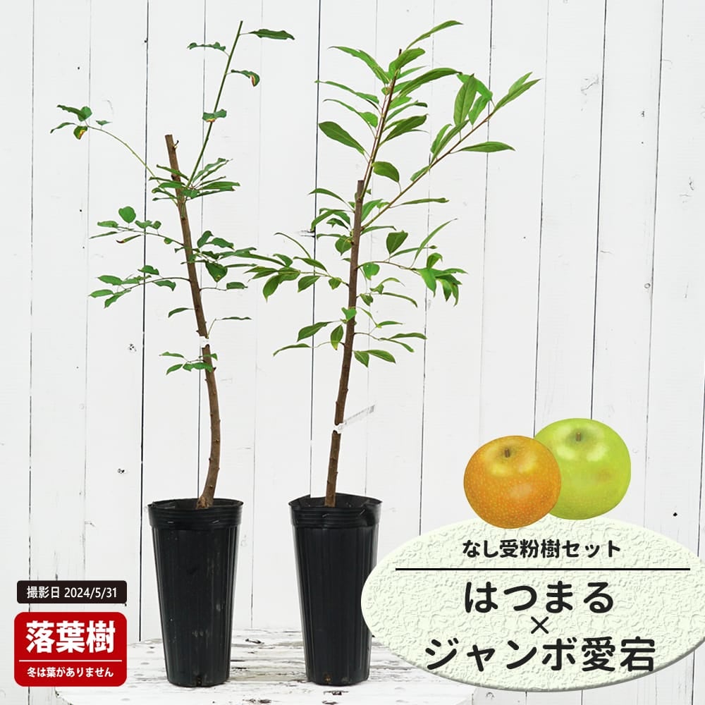 なし はつまると二十世紀の受粉樹セット