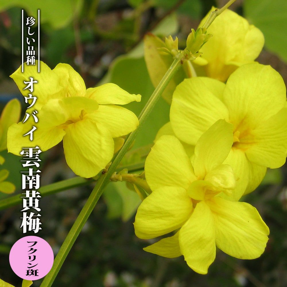 000000049841-01.jpg?size=l&w=