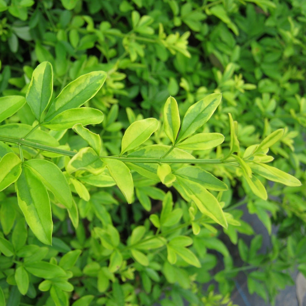 000000049841-06.jpg?size=l&w=