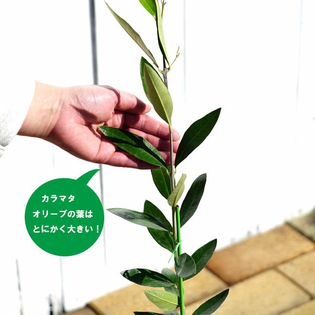 オリーブ カラマタ 苗 販売 苗木部 By 花ひろばオンライン