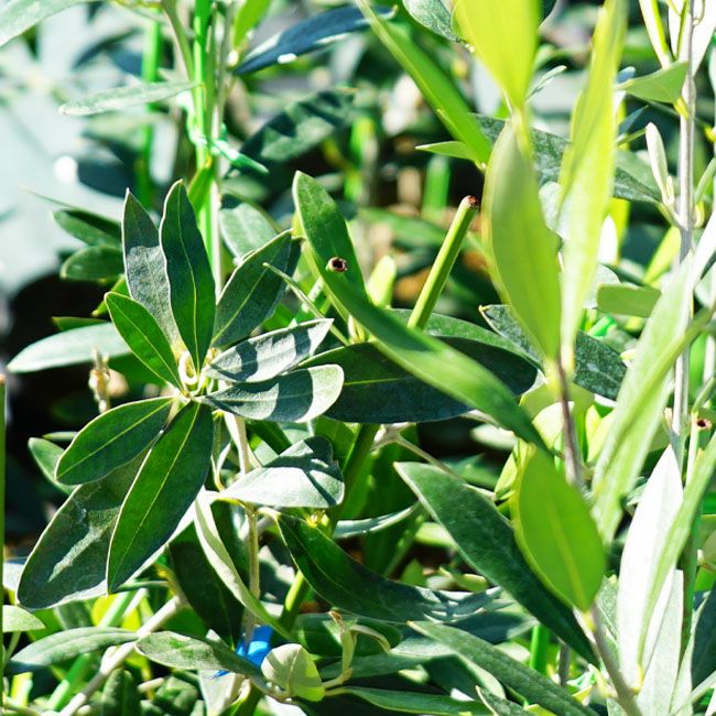 オリーブ アザパ 苗 販売 苗木部 By 花ひろばオンライン