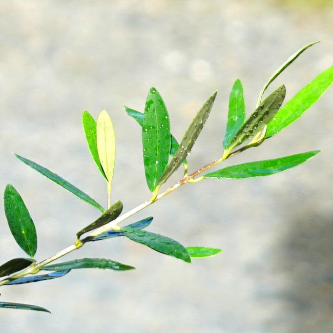 オリーブ アザパ 苗 販売 苗木部 By 花ひろばオンライン