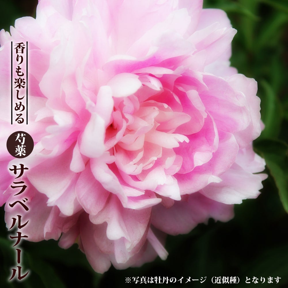 芍薬 西洋シャクヤク フェスティバマキシマ 苗 通販 苗木部 By 花