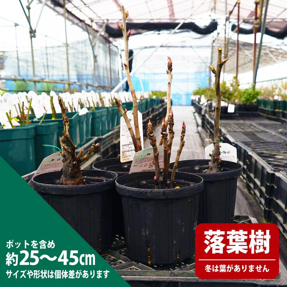 000000049969-03.jpg?size=l&w=