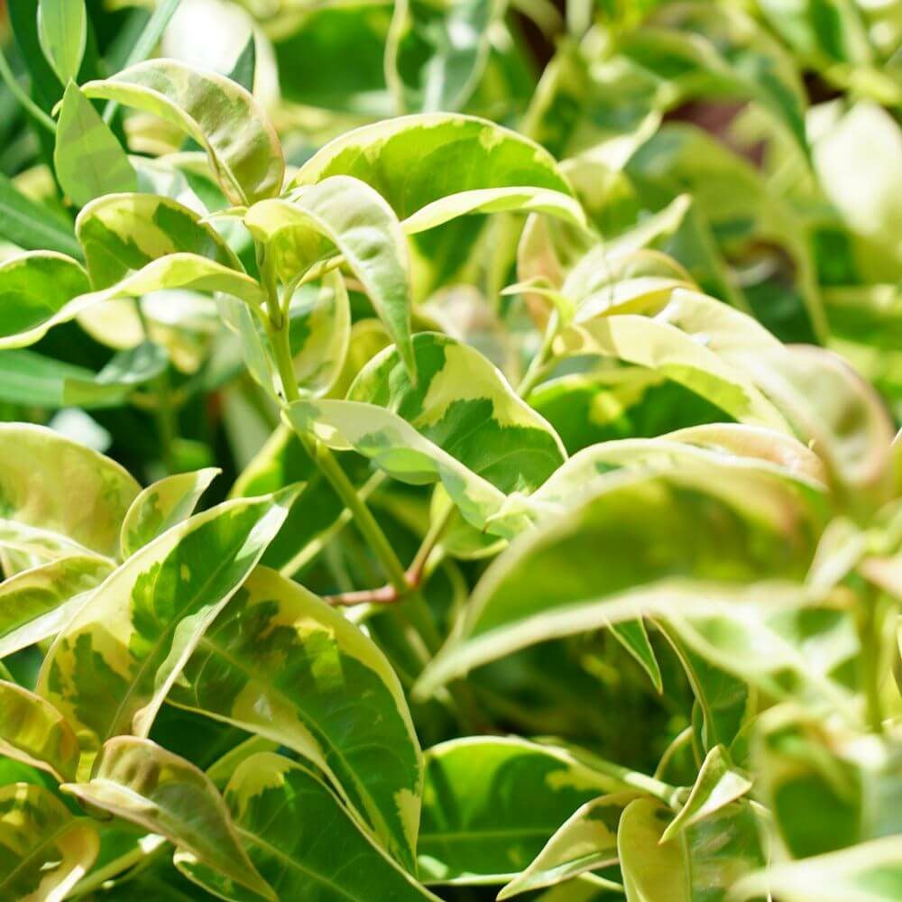 000000049998-01.jpg?size=l&w=