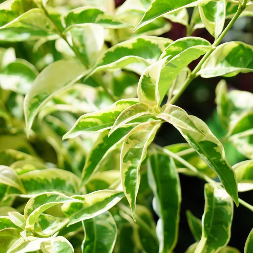 000000049998-02.jpg?size=l&w=