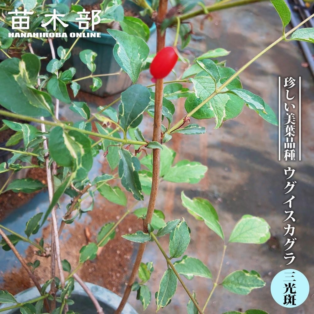 000000050014-01.jpg?size=l&w=