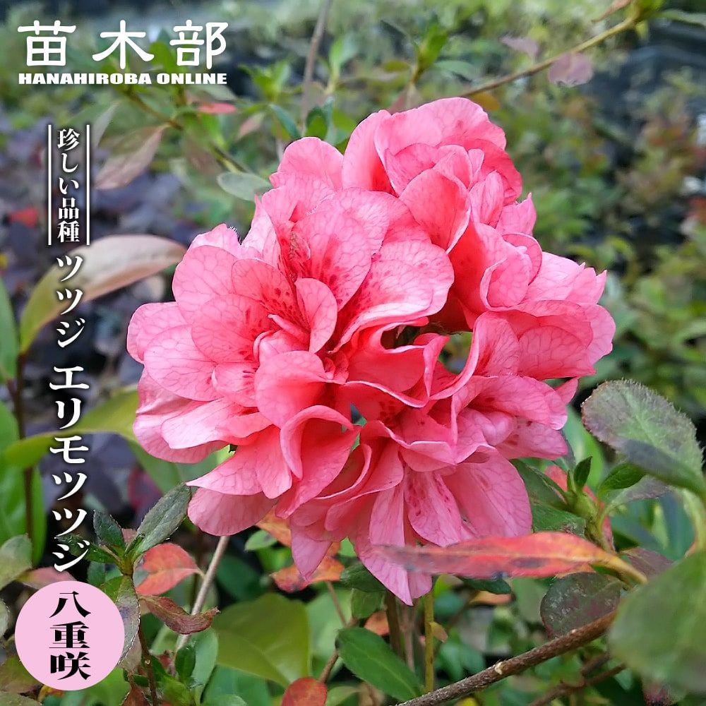 パシフィックレッドダイド 専用苗 000000050019-01.jpg?size=l&w=