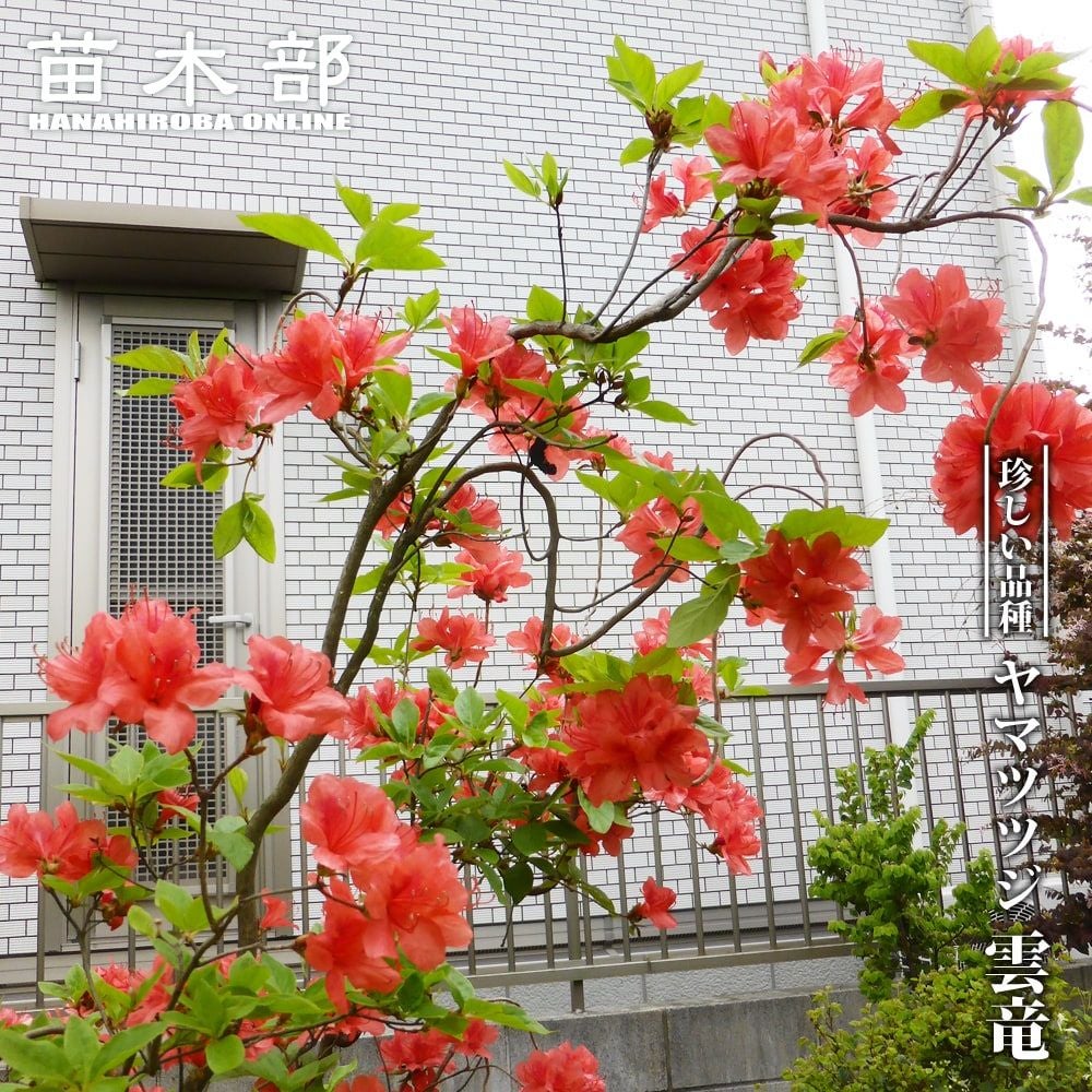 ツツジ ヤマツツジ 斑入 苗 通販 苗木部 By 花ひろばオンライン