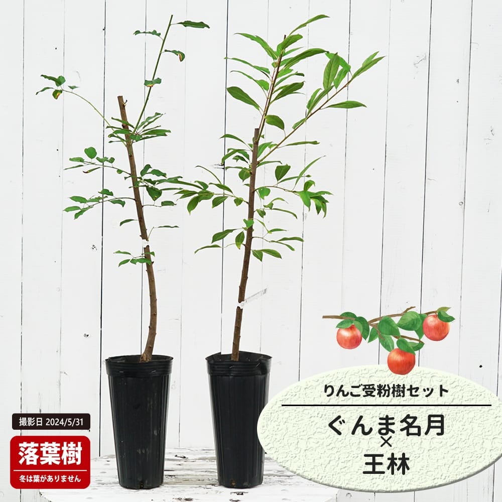 りんご ぐんま名月 と王林の受粉樹セット