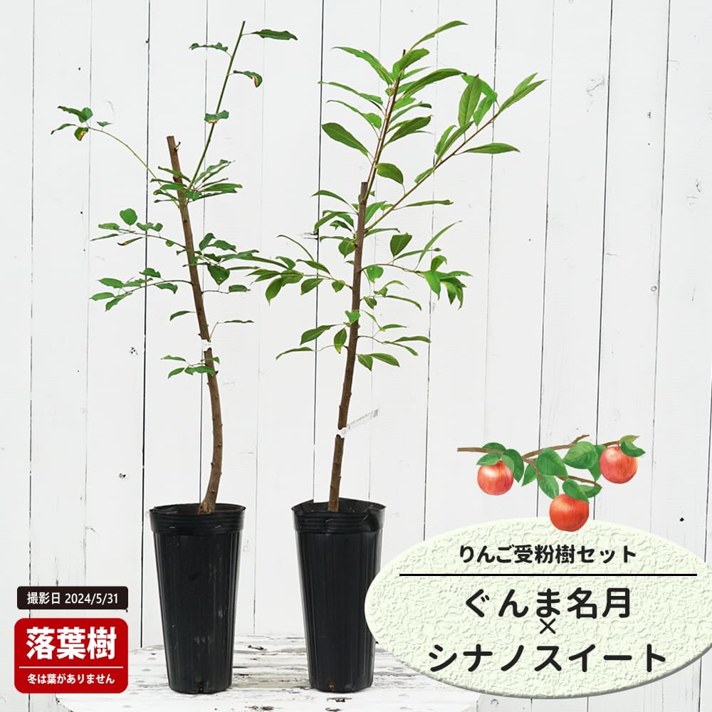 りんご ぐんま名月 とシナノスイートの受粉樹セット
