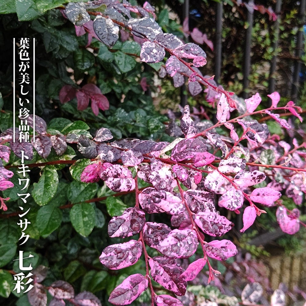 トキワマンサク | 苗木部 本店 By 花ひろばオンライン