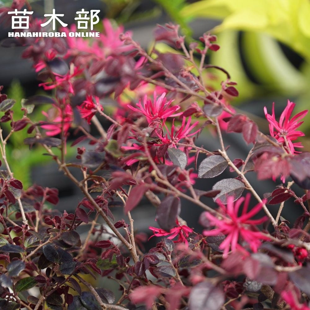 000000050083-01.jpg?size=l&w=