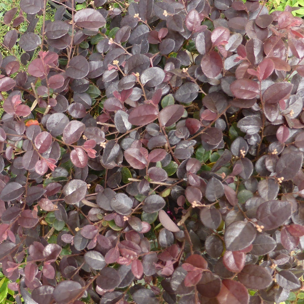 トキワマンサク 紅姫 苗 販売 苗木部 By 花ひろばオンライン