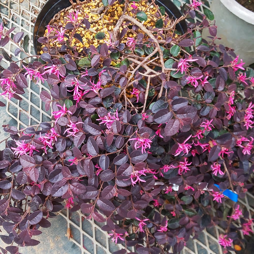 トキワマンサク 紅姫 苗 販売 苗木部 By 花ひろばオンライン