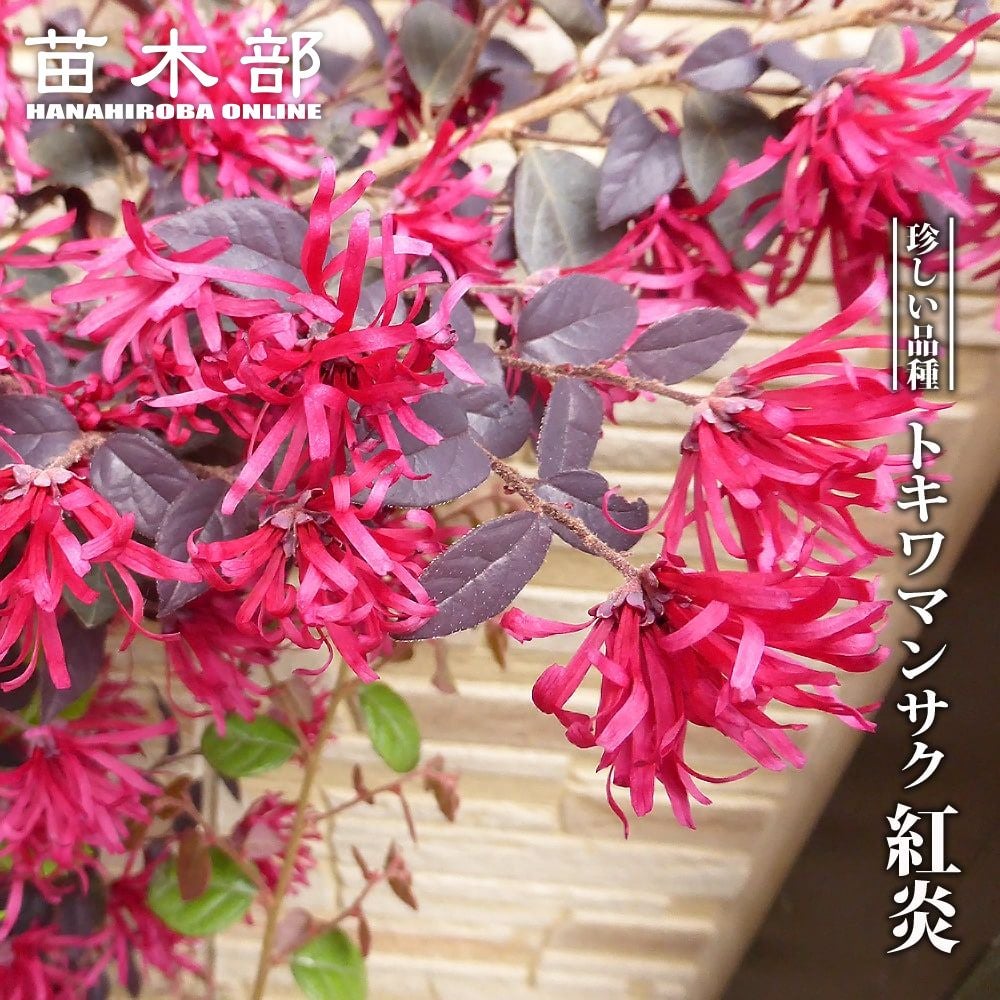 000000050084-01.jpg?size=l&w=