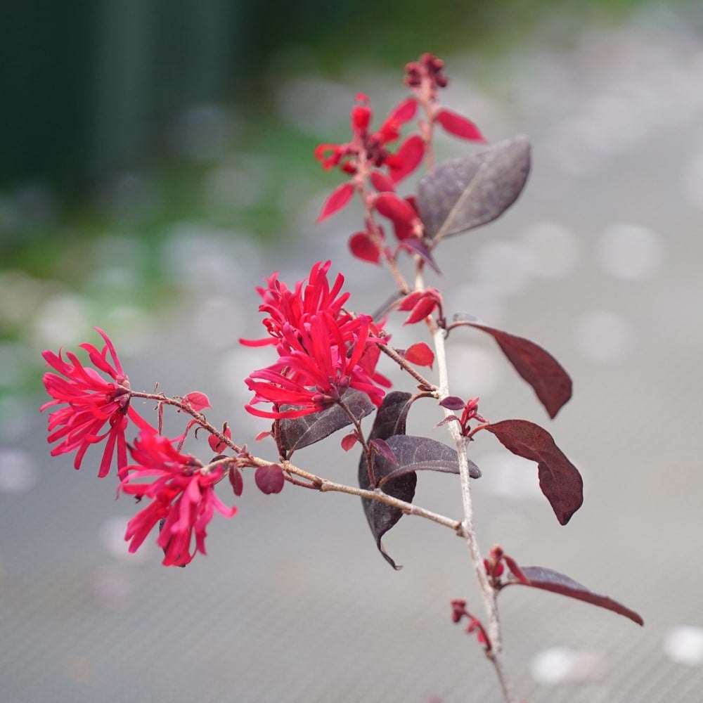 トキワマンサク 紅炎 苗 販売 苗木部 By 花ひろばオンライン