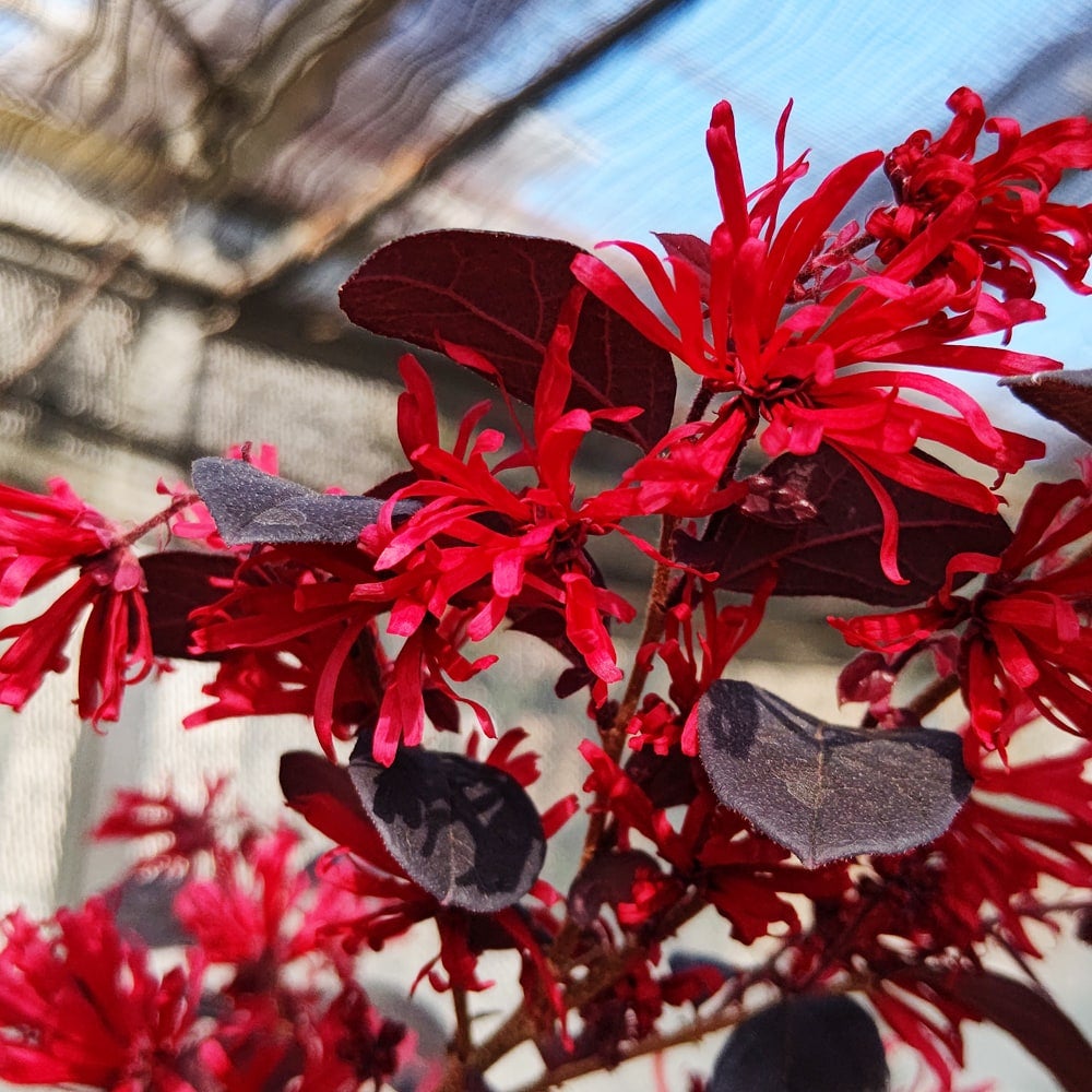 トキワマンサク 紅炎 苗 販売 苗木部 By 花ひろばオンライン