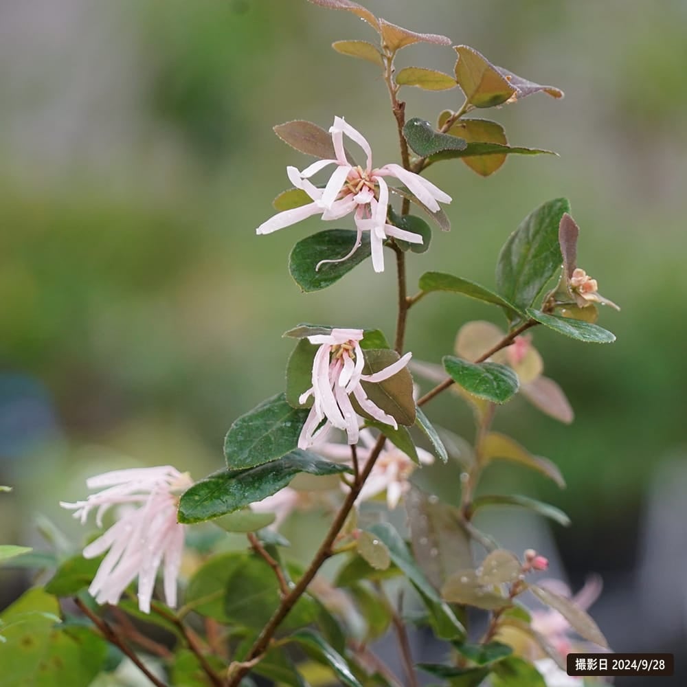 000000050086-02.jpg?size=l&w=