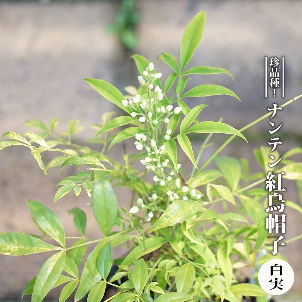 000000050109-02.jpg?size=l&w=