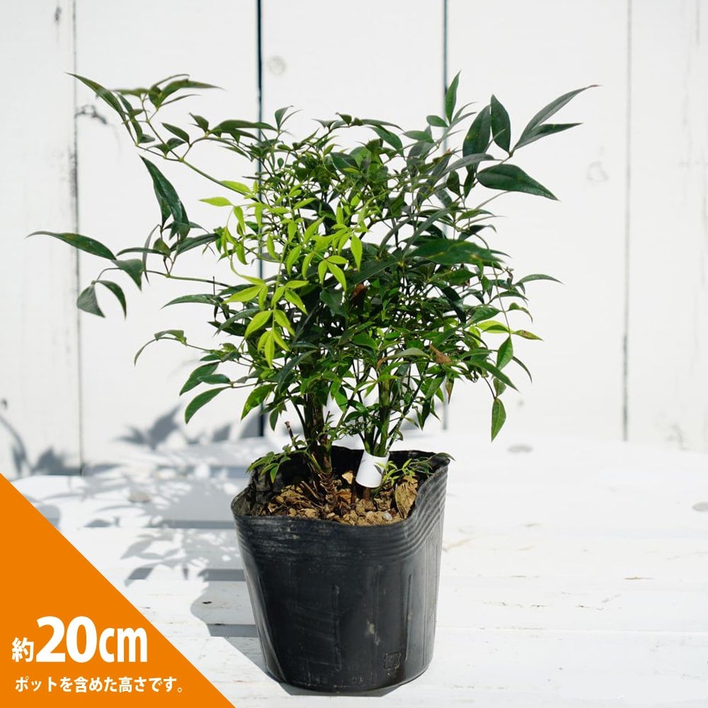 ナンテン 紅烏帽子 白実 苗 販売 苗木部 By 花ひろばオンライン