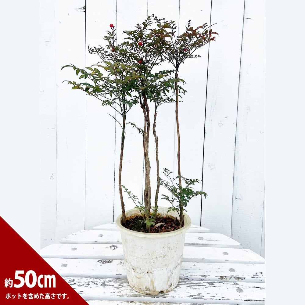 000000050112-04.jpg?size=l&w=