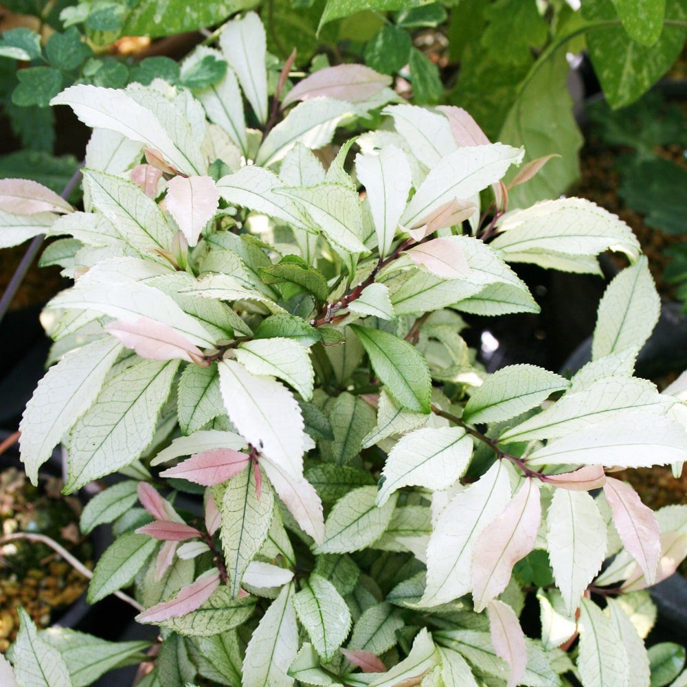 000000050162-02.jpg?size=l&w=