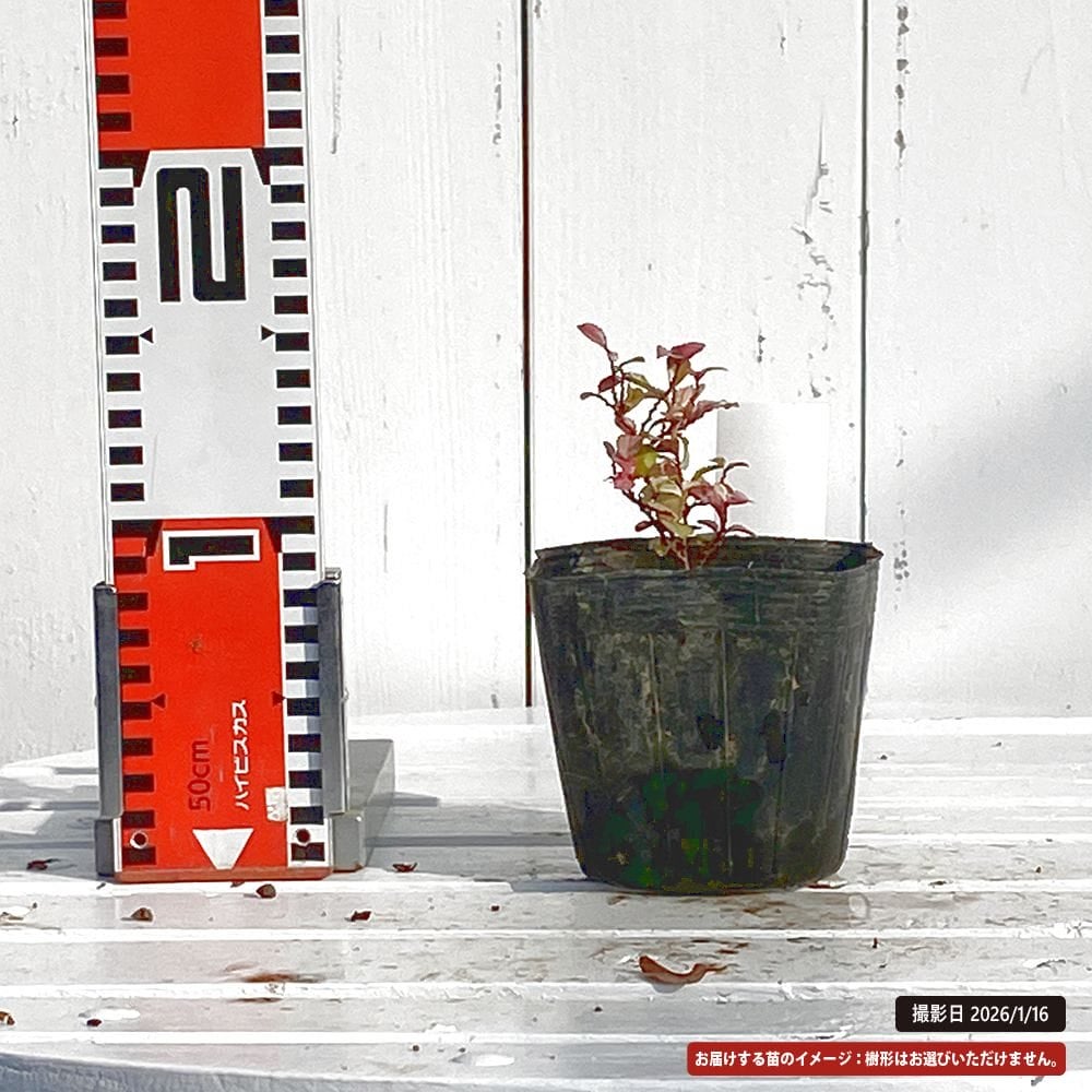 ヒサカキ 白天 苗 販売 苗木部 By 花ひろばオンライン