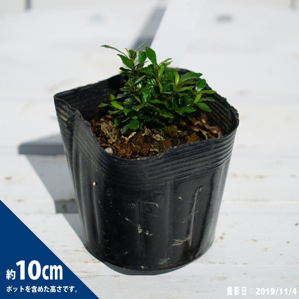 000000050164-03.jpg?size=l&w=