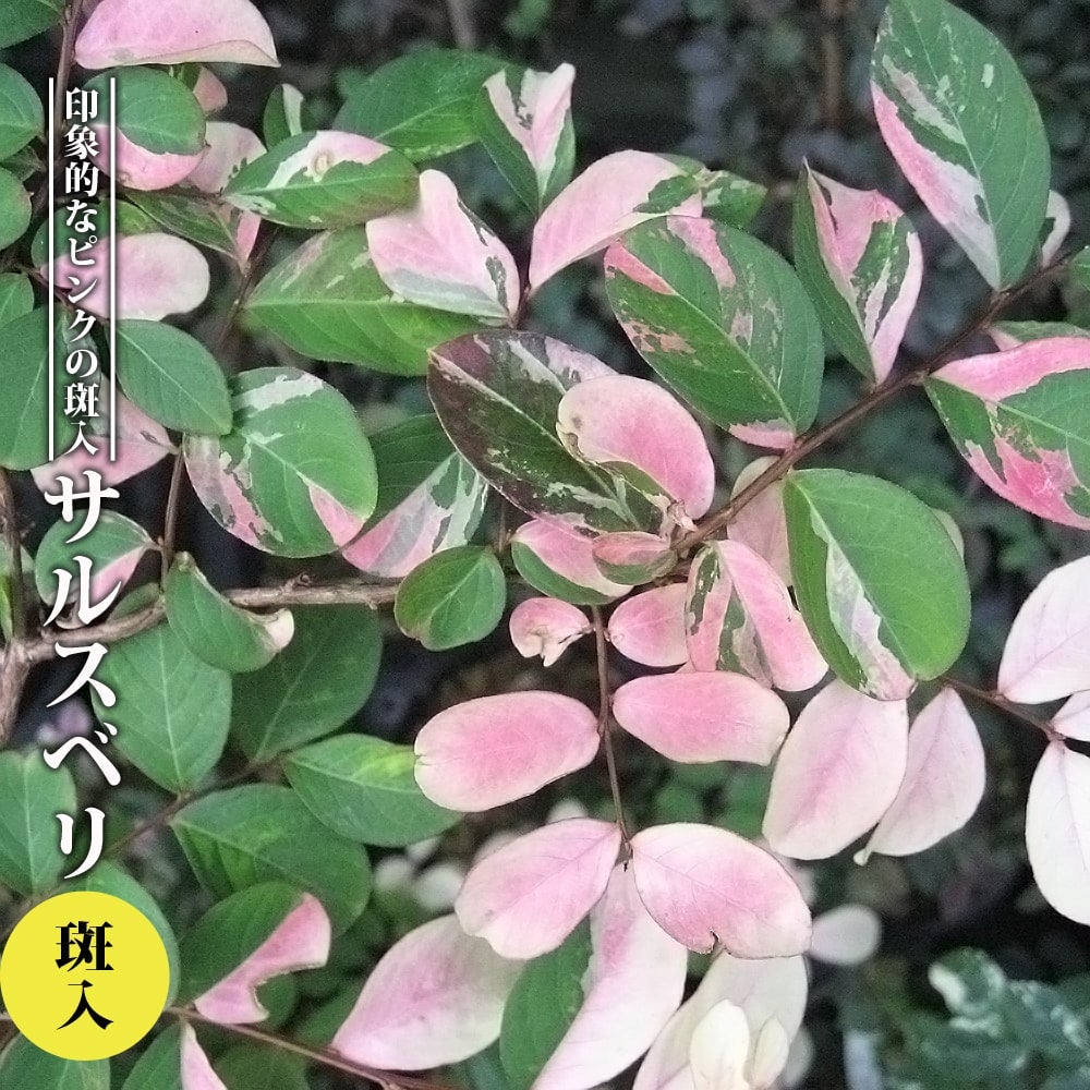 サルスベリ 斑入 ピンク 苗 販売 苗木部 By 花ひろばオンライン