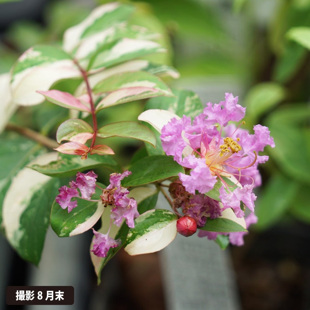 サルスベリ 斑入 ピンク 苗 販売 苗木部 By 花ひろばオンライン