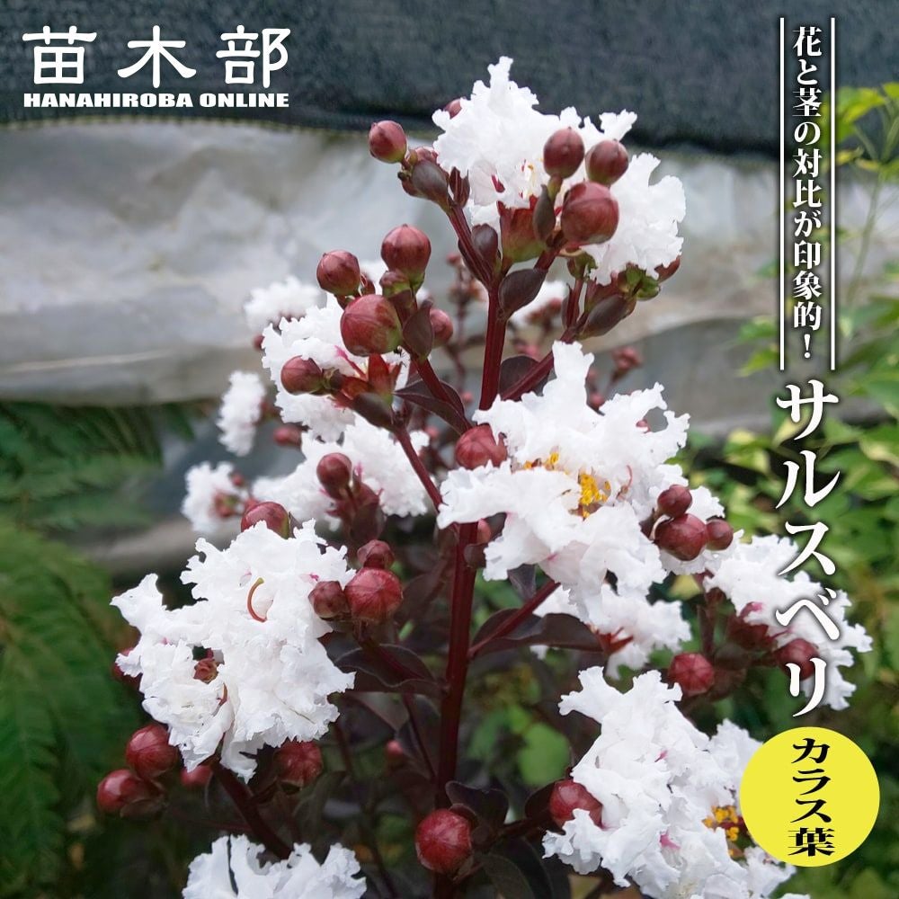 エリオステモン プロファッション 苗 販売 苗木部 By 花ひろばオンライン