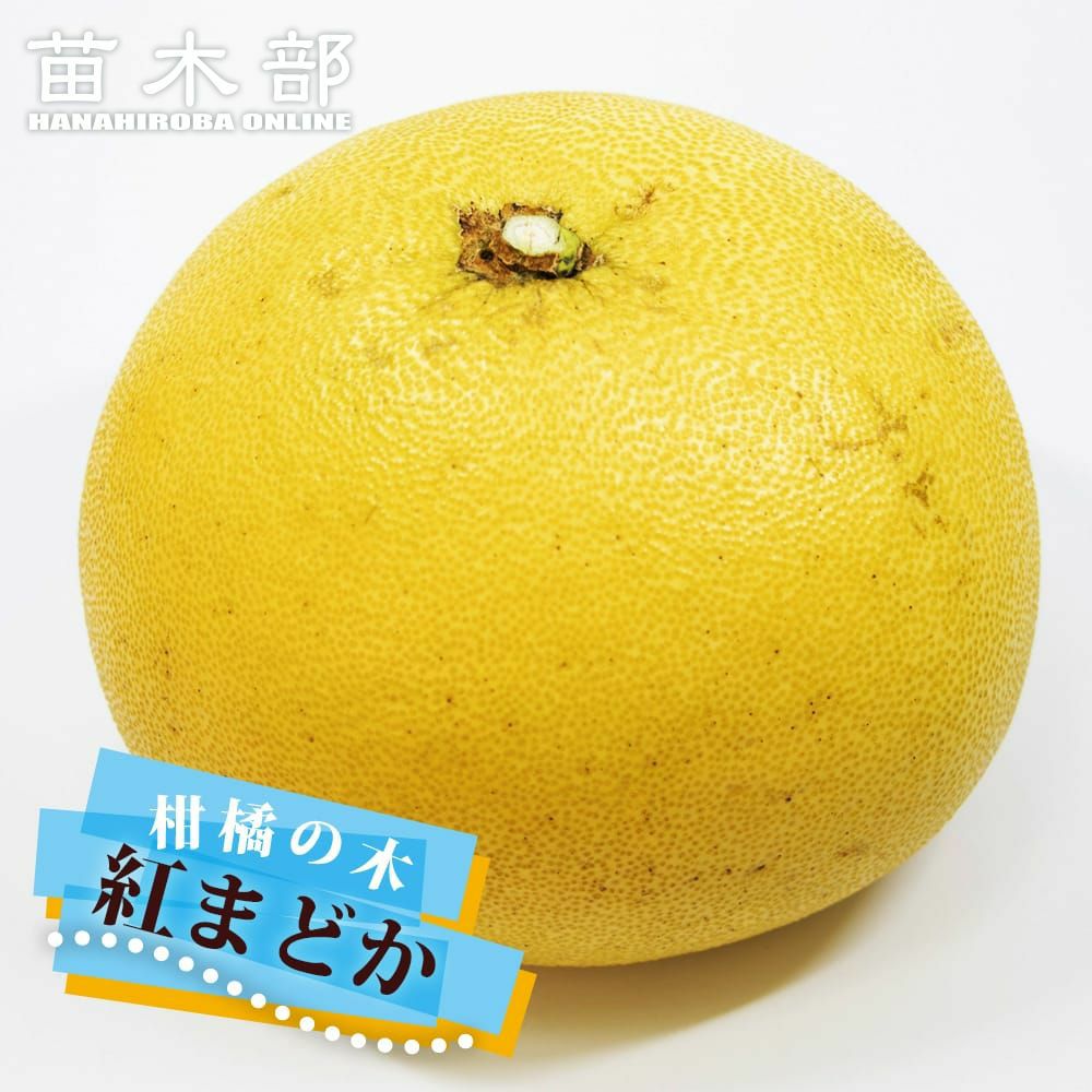 000000050205-01.jpg?size=l&w=