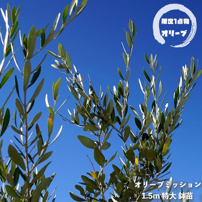 オリーブ 1点物限定】 オリーブの木 鉢植え ミッション 1.5m大苗