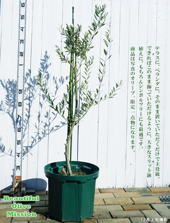 オリーブ 1点物限定】 オリーブの木 鉢植え ミッション 1.5m大苗