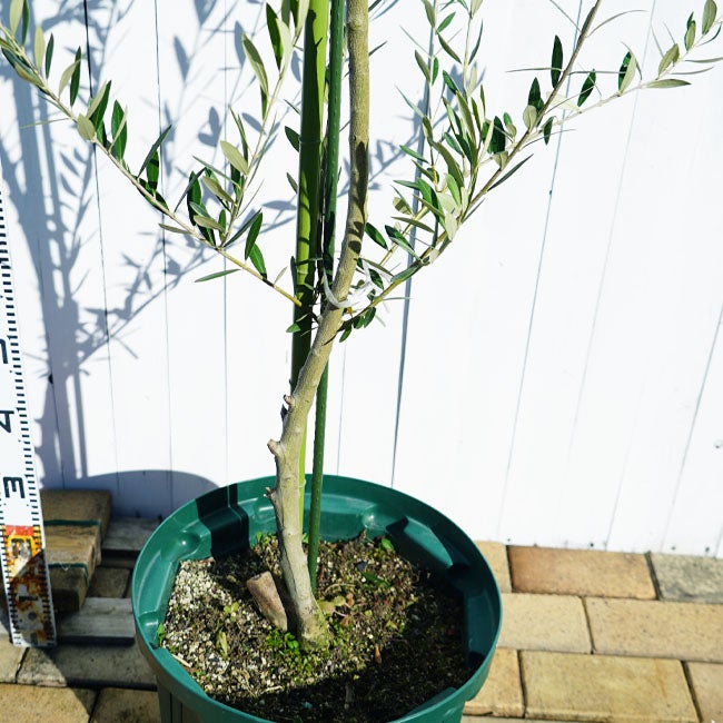 オリーブ 1点物限定】 オリーブの木 鉢植え ミッション 1.5m大苗
