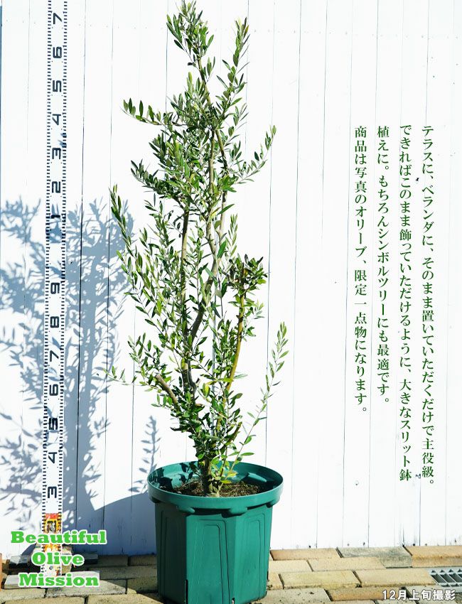 オリーブ ミッションの購入 苗木部 By 花ひろばオンライン